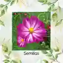 300 Semillas Orgánicas De Flor Cosmos