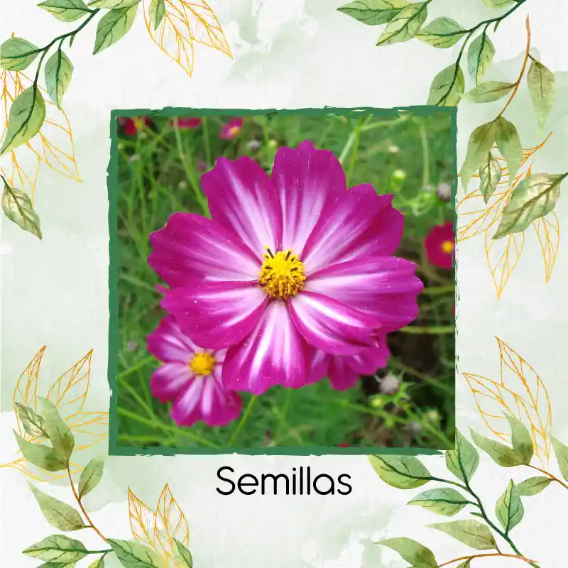 300 Semillas Orgánicas De Flor Cosmos