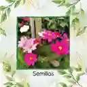 300 Semillas Orgánicas De Flor Cosmos