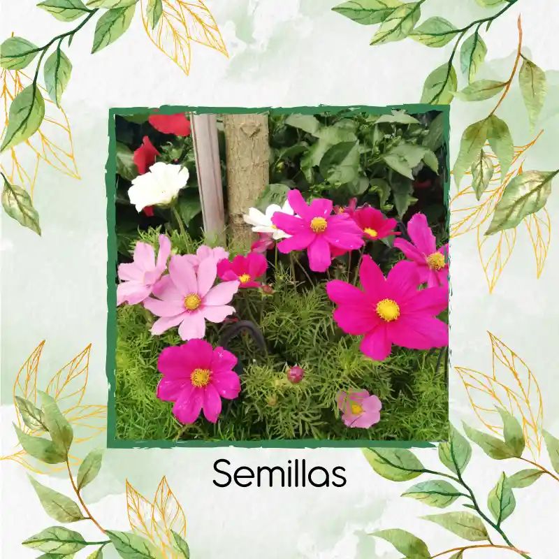 300 Semillas Orgánicas De Flor Cosmos