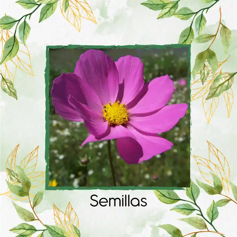 750 Semillas Orgánicas De Flor Cosmos