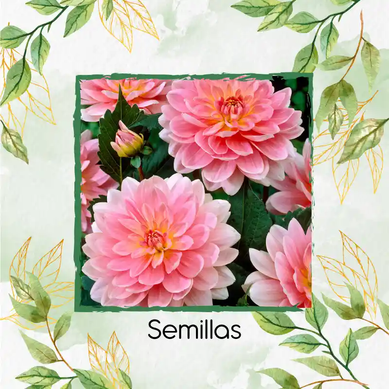 120 Semillas Orgánicas De Flor Dalia Decorativa