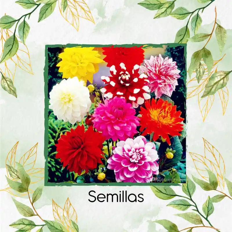 120 Semillas Orgánicas De Flor Dalia Decorativa