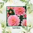 1.200 Semillas Orgánicas De Flor Dalia Decorativa