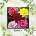 1.200 Semillas Orgánicas De Flor Dalia Decorativa