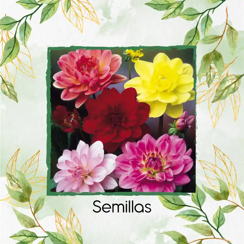 1.200 Semillas Orgánicas De Flor Dalia Decorativa