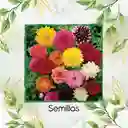 1.200 Semillas Orgánicas De Flor Dalia Decorativa