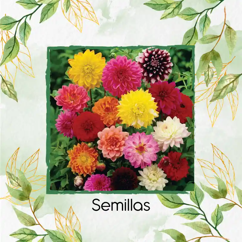 1.200 Semillas Orgánicas De Flor Dalia Decorativa