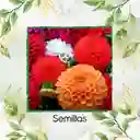 140 Semillas Orgánicas De Flor Dalia Pompón