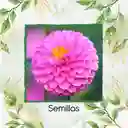 140 Semillas Orgánicas De Flor Dalia Pompón