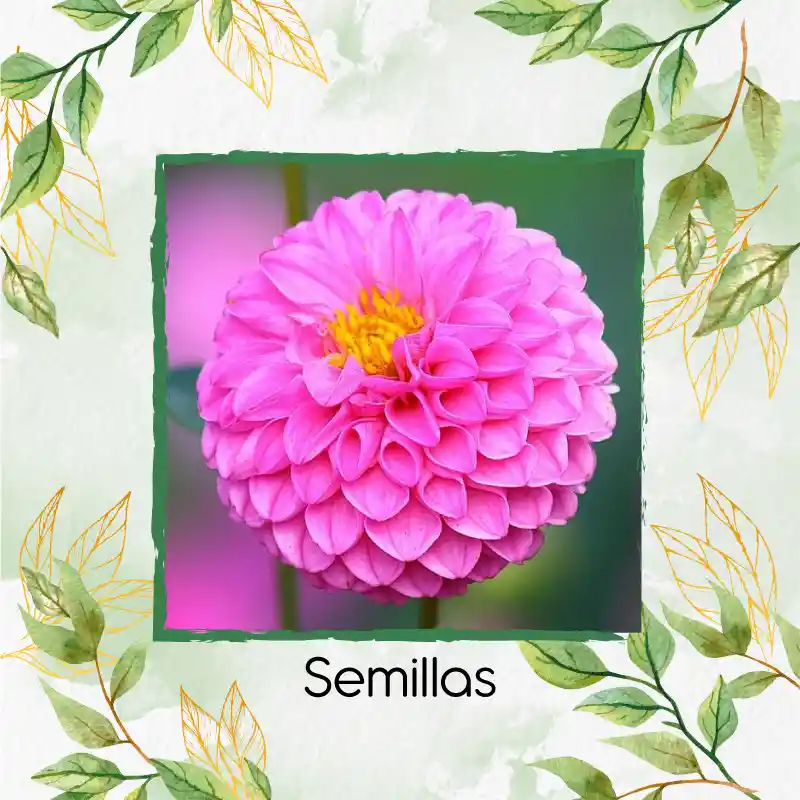 140 Semillas Orgánicas De Flor Dalia Pompón
