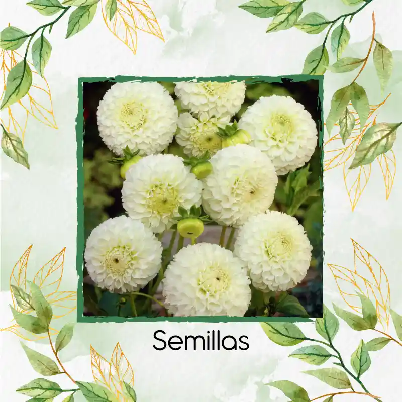 140 Semillas Orgánicas De Flor Dalia Pompón