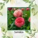 140 Semillas Orgánicas De Flor Dalia Pompón