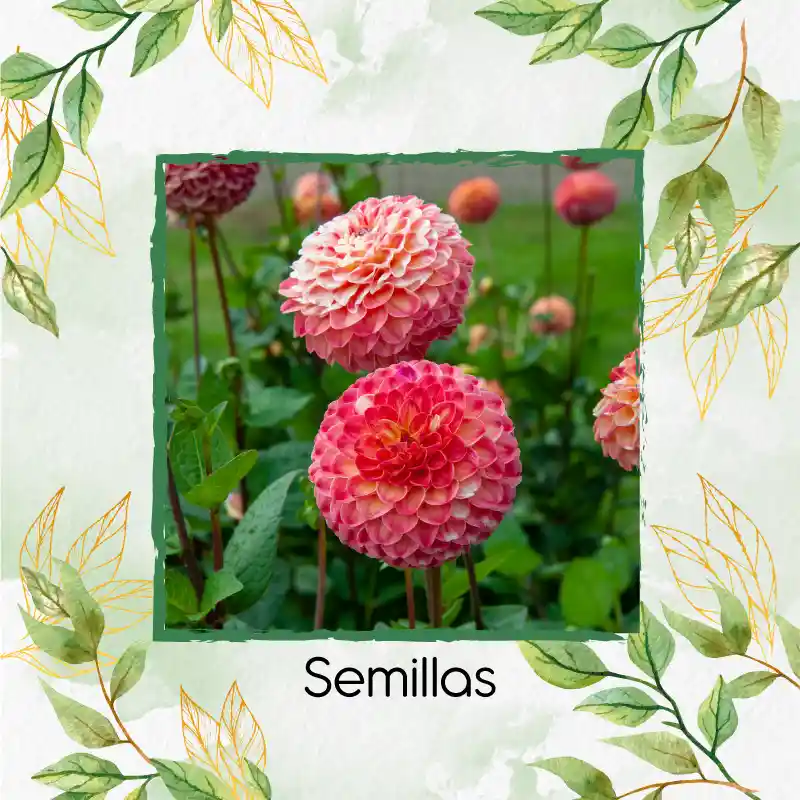 140 Semillas Orgánicas De Flor Dalia Pompón