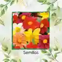 600 Semillas Orgánicas De Flor Dalia Sencilla
