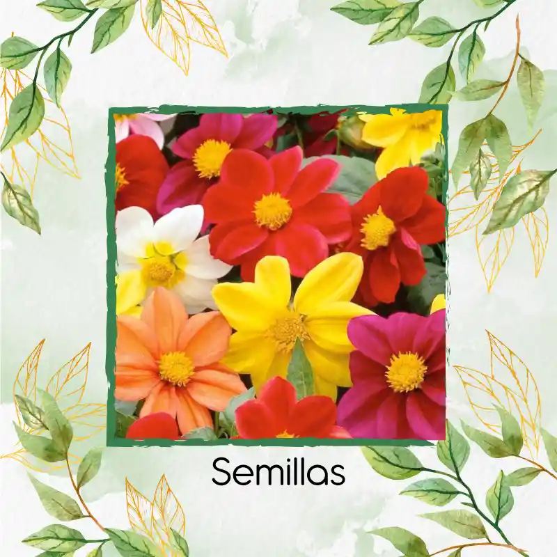600 Semillas Orgánicas De Flor Dalia Sencilla