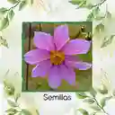 600 Semillas Orgánicas De Flor Dalia Sencilla