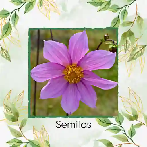 600 Semillas Orgánicas De Flor Dalia Sencilla