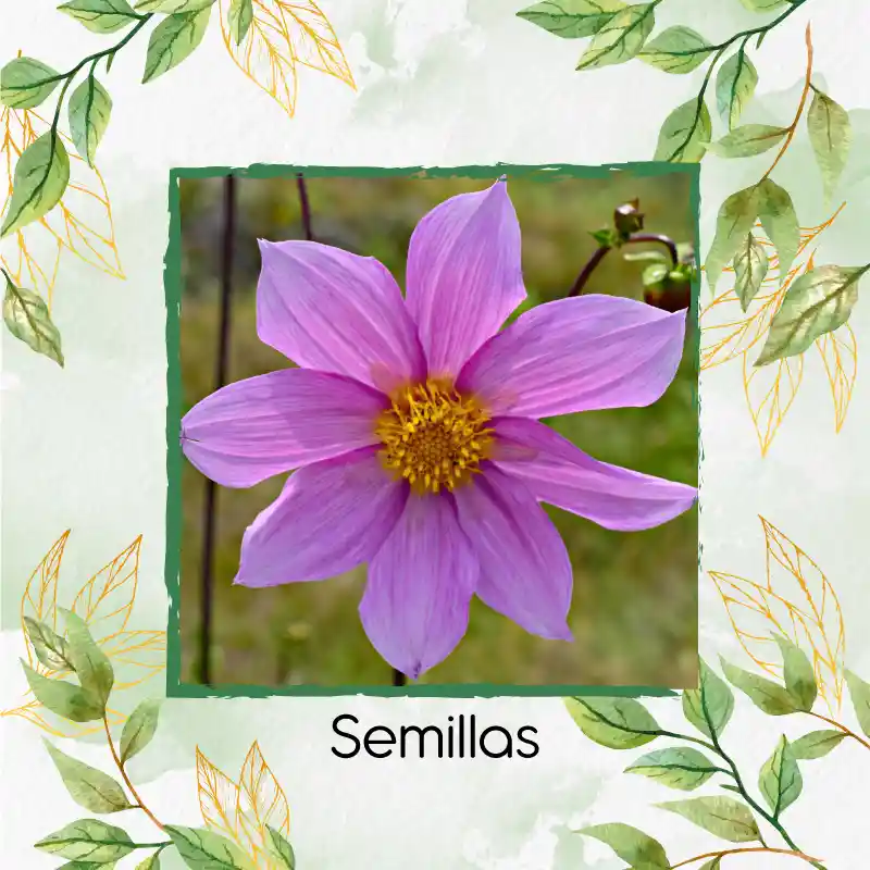 600 Semillas Orgánicas De Flor Dalia Sencilla