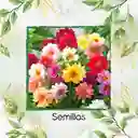 600 Semillas Orgánicas De Flor Dalia Sencilla