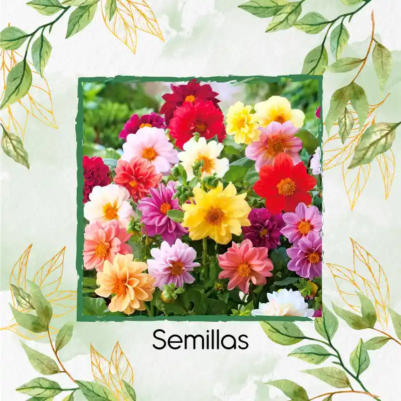 600 Semillas Orgánicas De Flor Dalia Sencilla
