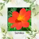 600 Semillas Orgánicas De Flor Dalia Sencilla