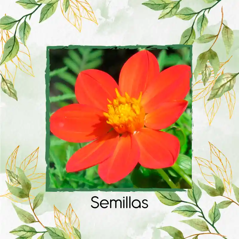 600 Semillas Orgánicas De Flor Dalia Sencilla
