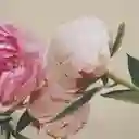 Insp. En Omnia Amethyste Bvlgari Para Mujer