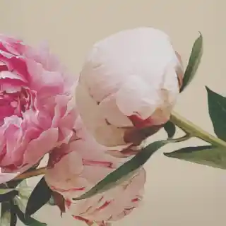 Insp. En Omnia Amethyste Bvlgari Para Mujer