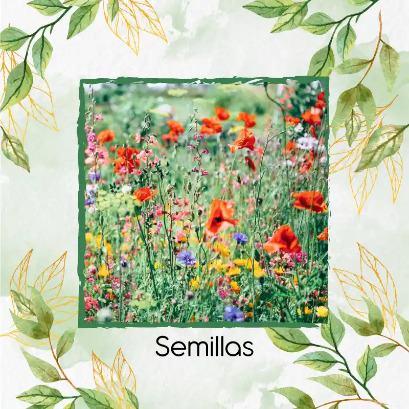 7.200 Semillas Orgánicas De Flores Silvestres