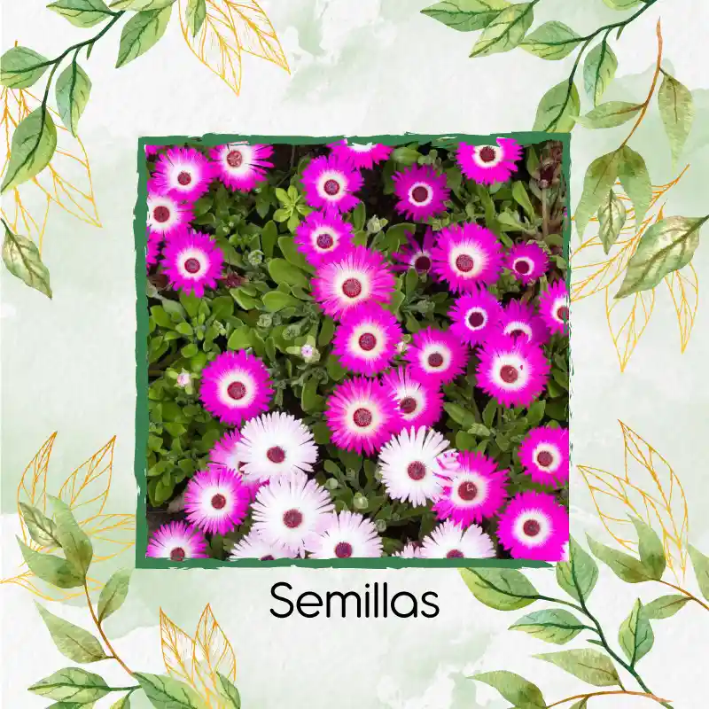 50 Semillas Orgánicas De Flor Del Medio Día