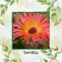 50 Semillas Orgánicas De Flor Del Medio Día