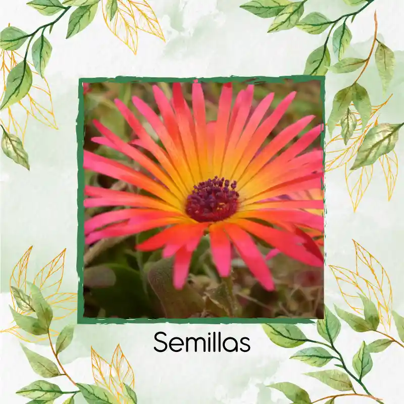 2.000 Semillas Orgánicas De Flor Del Medio Día
