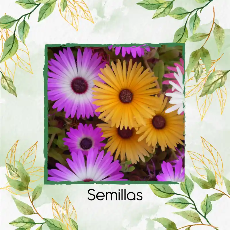2.000 Semillas Orgánicas De Flor Del Medio Día