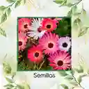 2.000 Semillas Orgánicas De Flor Del Medio Día