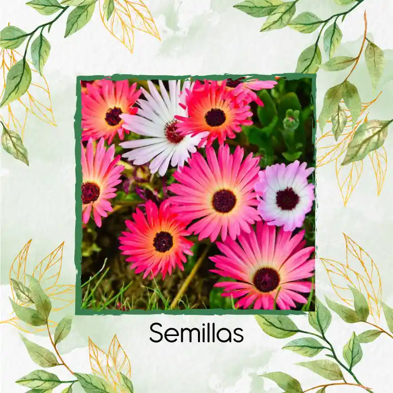 2.000 Semillas Orgánicas De Flor Del Medio Día