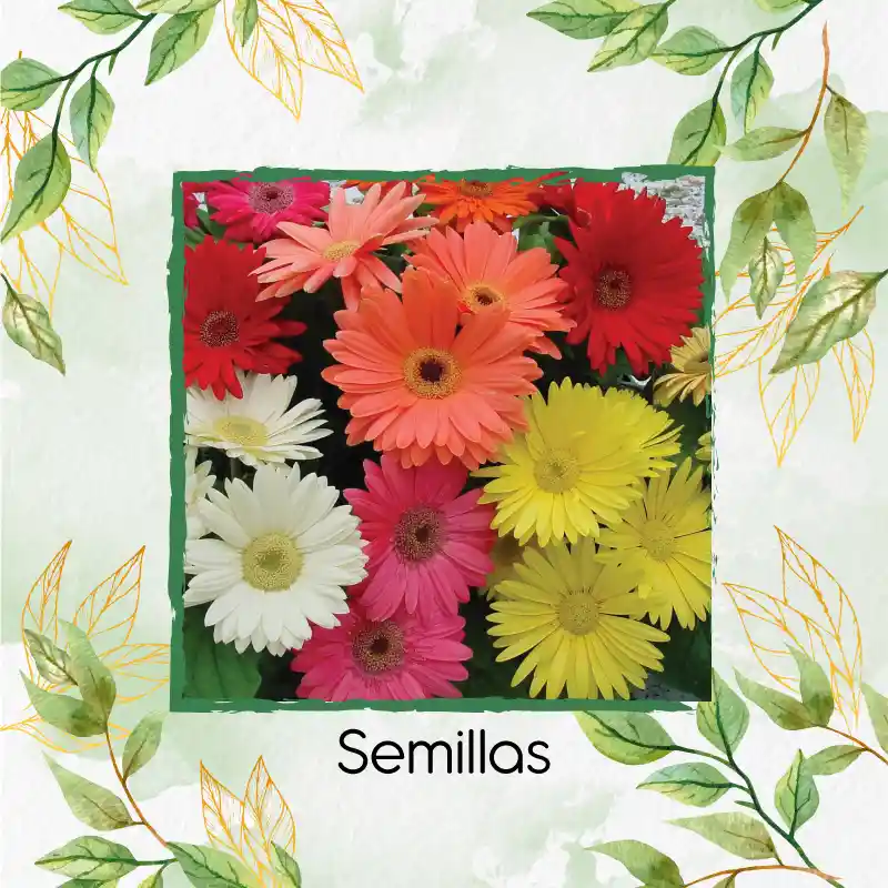 5 Semillas Orgánicas De Flor Gerbera