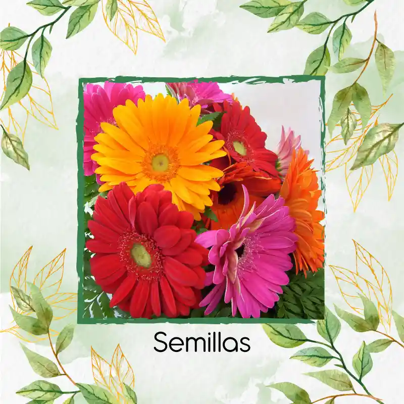 5 Semillas Orgánicas De Flor Gerbera