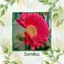 5 Semillas Orgánicas De Flor Gerbera