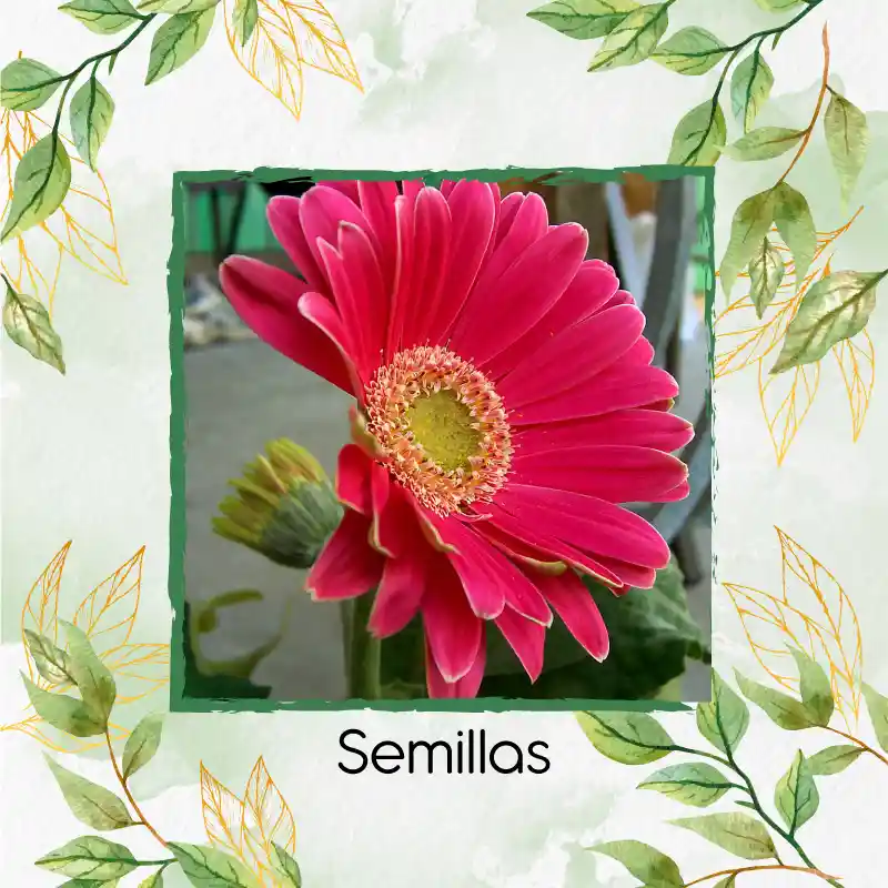 5 Semillas Orgánicas De Flor Gerbera