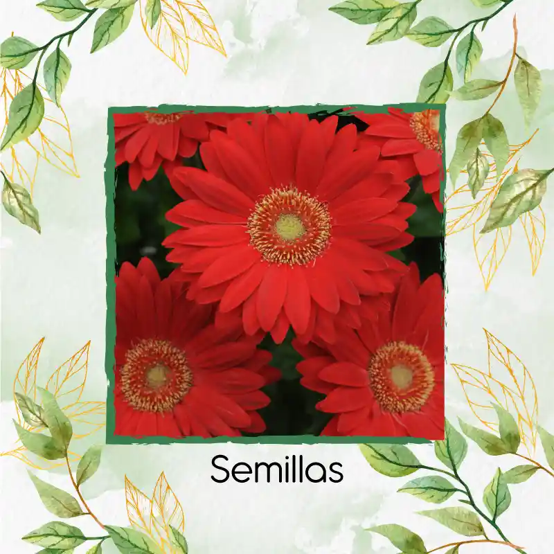 5 Semillas Orgánicas De Flor Gerbera