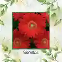 100 Semillas Orgánicas De Flor Gerbera