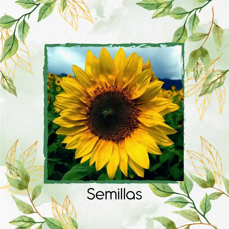 13 Semillas Orgánicas De Flor Girasol