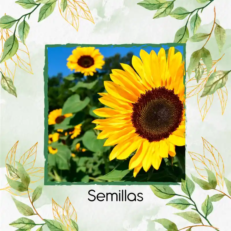 13 Semillas Orgánicas De Flor Girasol