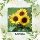 13 Semillas Orgánicas De Flor Girasol