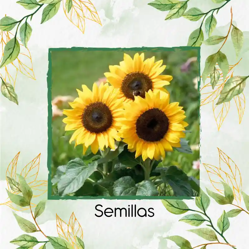 13 Semillas Orgánicas De Flor Girasol