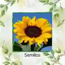 13 Semillas Orgánicas De Flor Girasol