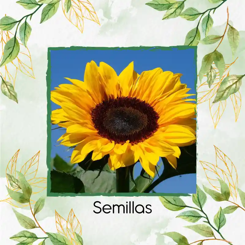 13 Semillas Orgánicas De Flor Girasol