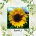 25 Semillas Orgánicas De Flor Girasol