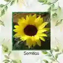 3 Semillas Orgánicas De Flor Girasol Bambino